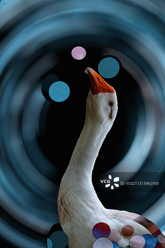 光怪陆离环境中的鹅图片素材