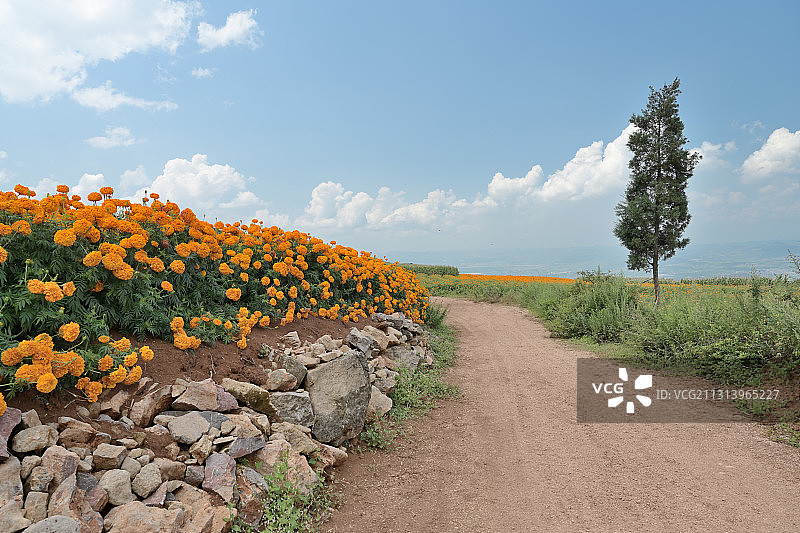 万寿菊花田里的小路图片素材