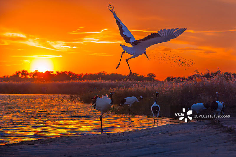 丹顶鹤图片素材