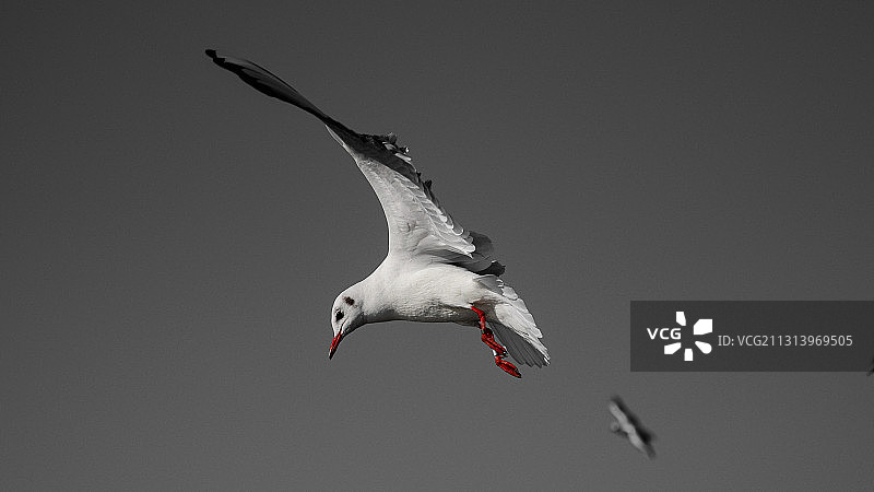 红嘴鸥1图片素材