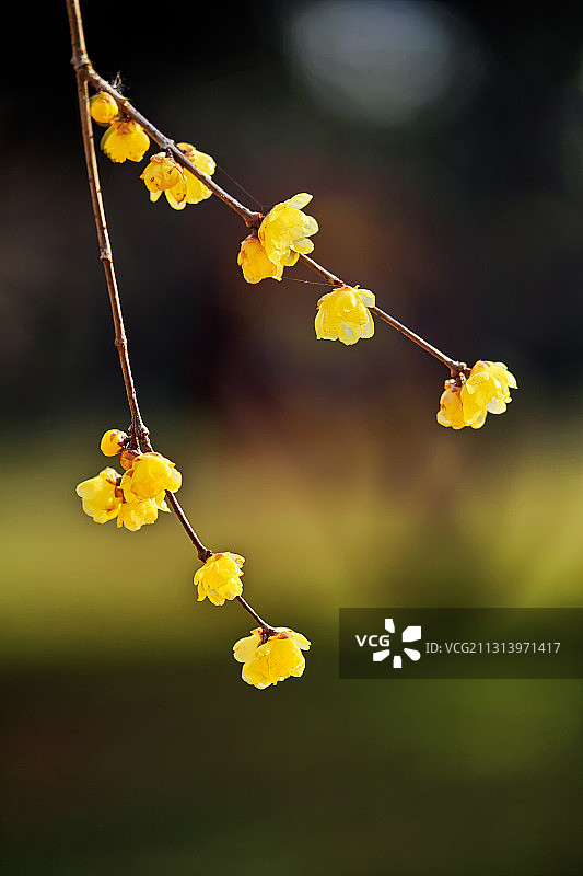 腊梅花图片素材