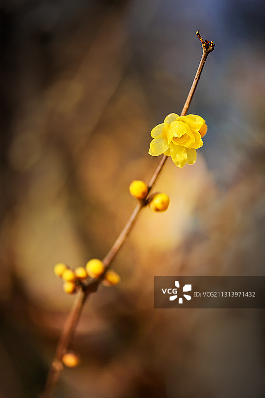 腊梅花图片素材