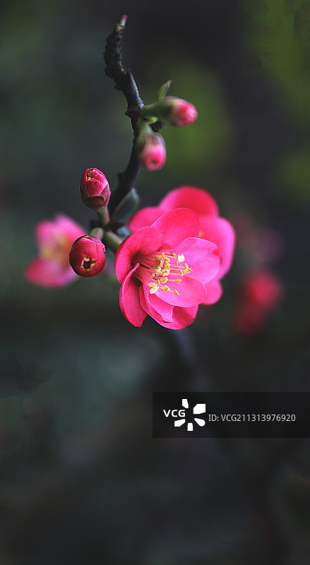 一枝梅图片素材