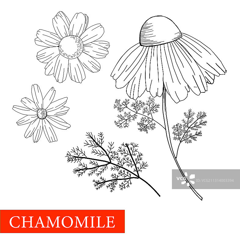 黑白植物洋甘菊图片素材