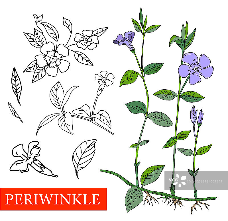 V NCA M NOR药用植物蓝色野花图片素材