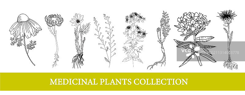 Ledum万寿菊红花益母草药用植物图片素材