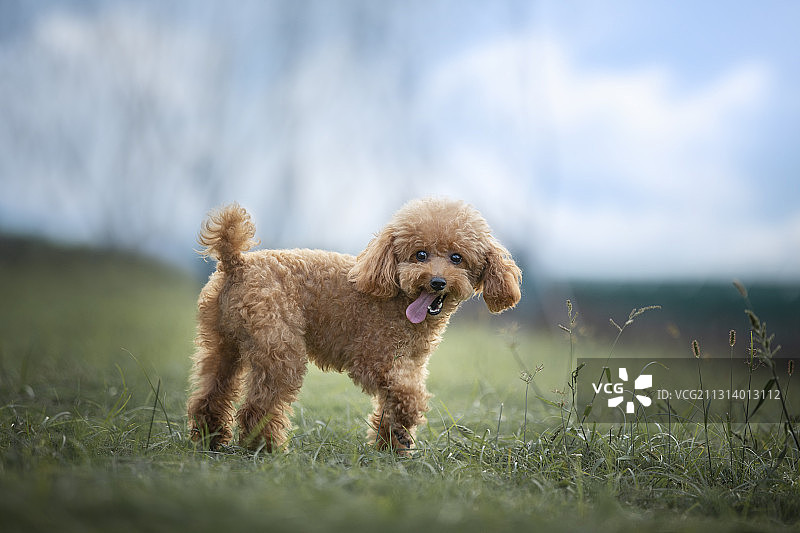 草地上欢快的泰迪狗图片素材