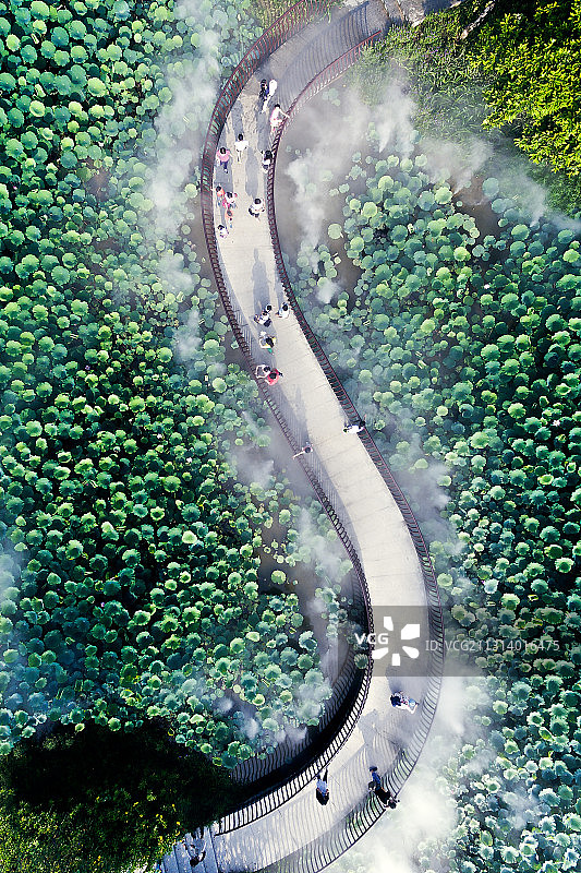 仙雾荷塘图片素材