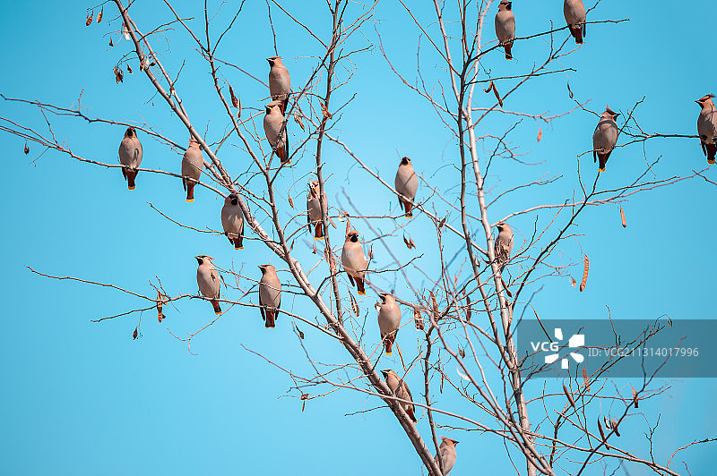 一群太平鸟栖息在光秃秃的树梢上图片素材