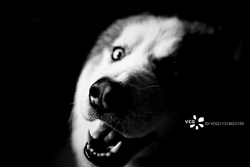 哈士奇特写图片素材