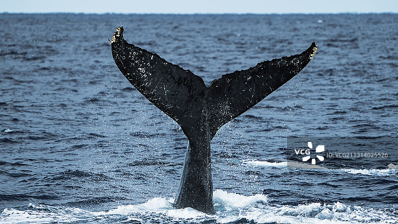 Whale in Okinawa图片素材