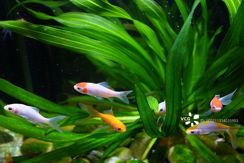 透明鱼缸里的小鱼水草图片素材