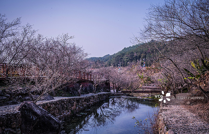 广东省汕尾市陆河县东坑镇梅花园图片素材
