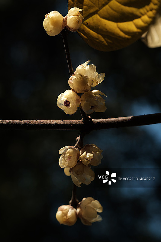 冬日暖阳下，沁人心脾的腊梅花开图片素材