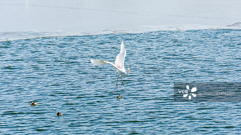 挑逗--白鹭戏水鸭图片素材