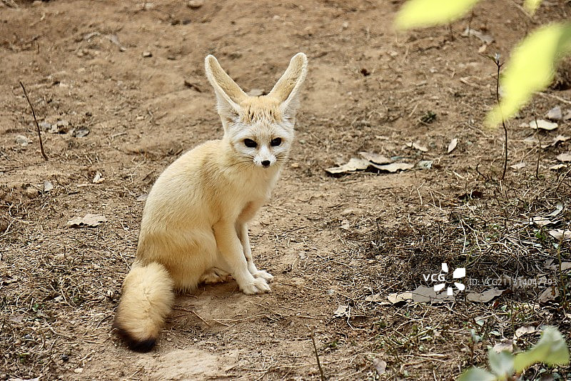 大耳狐图片素材