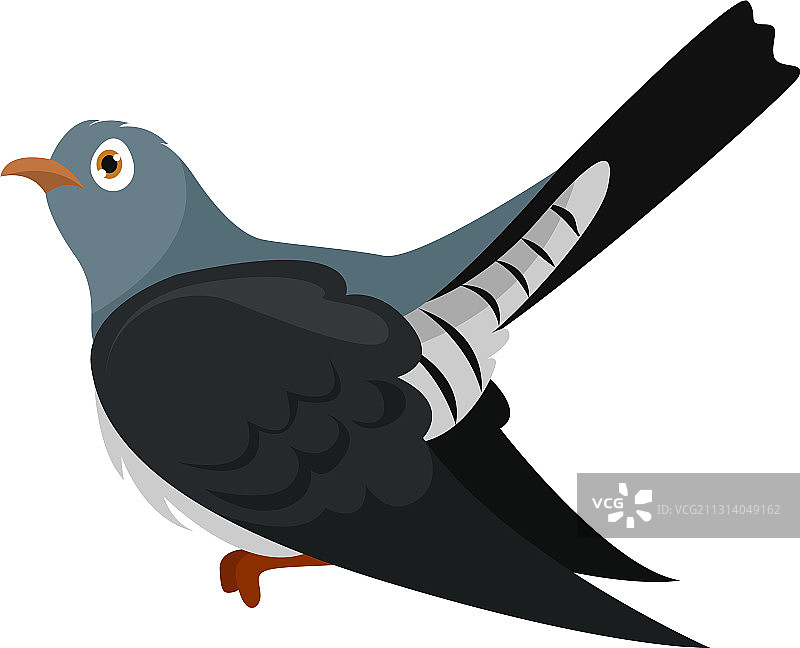 白色背景上的黑色布谷鸟图片素材