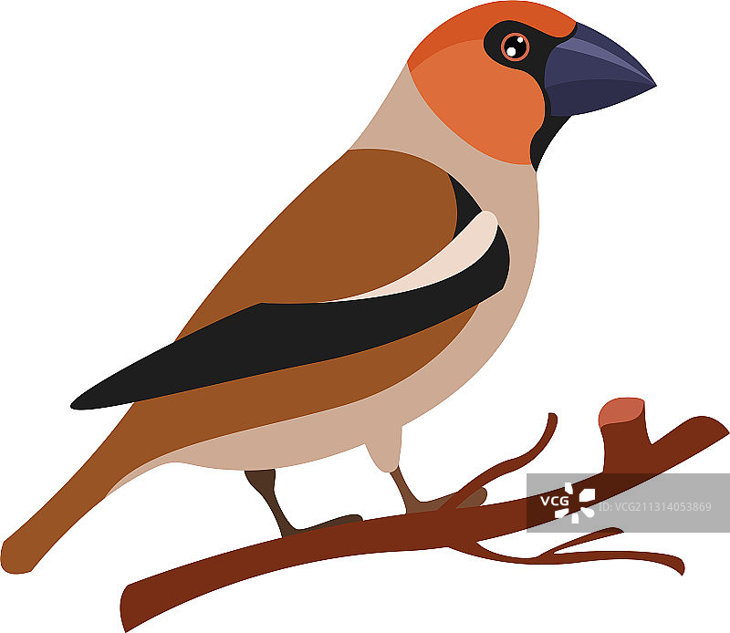 白底燕雀图片素材