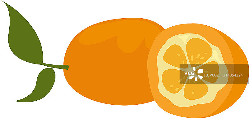 白色背景上的金桔图片素材