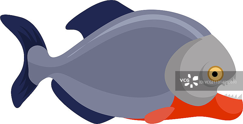 白色背景上的腹部食人鱼图片素材