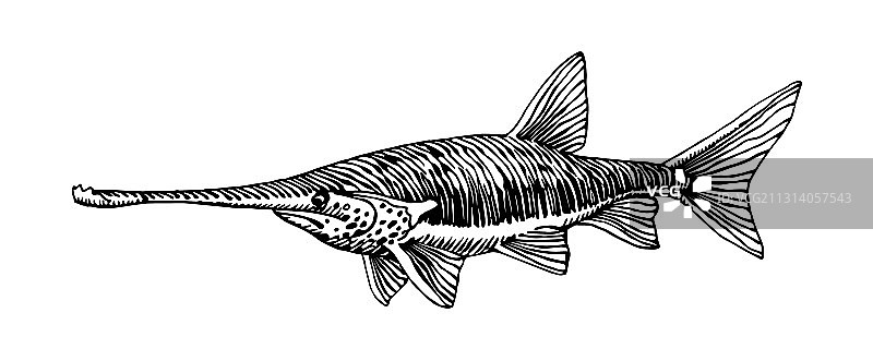 稀有商业鱼类：淡水匙吻鲟图片素材