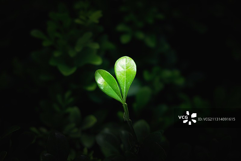 心形绿叶图片素材