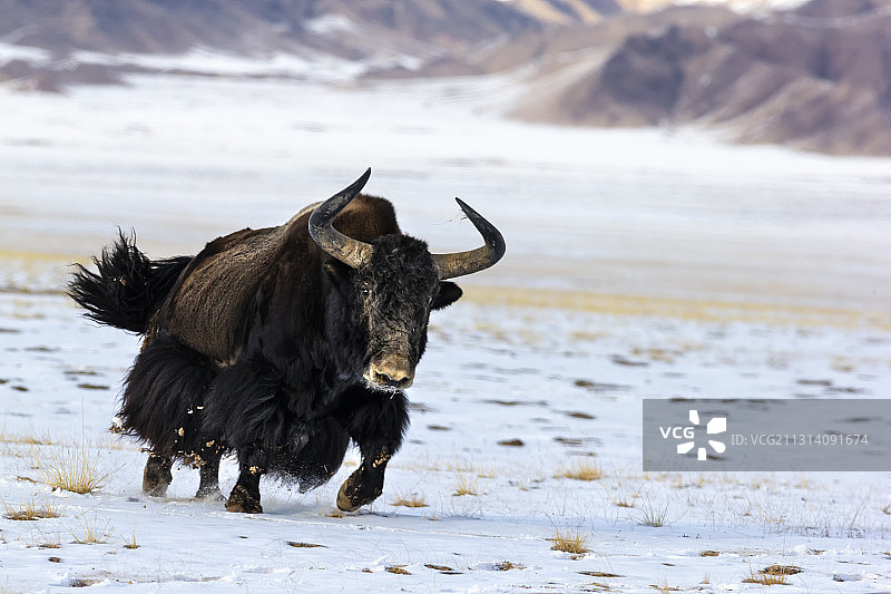 雪域雄风图片素材