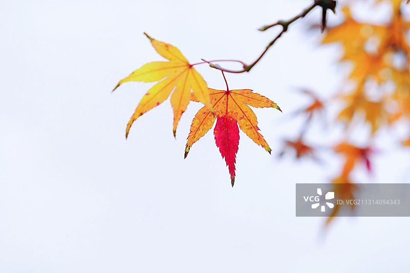 枫叶情图片素材