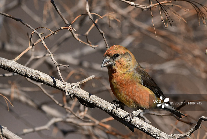 红交嘴雀图片素材