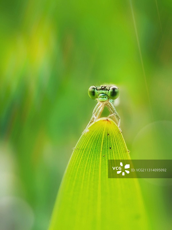 独占鳌头图片素材