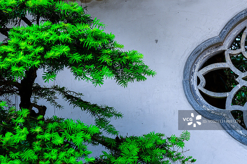 庭院松树图片素材