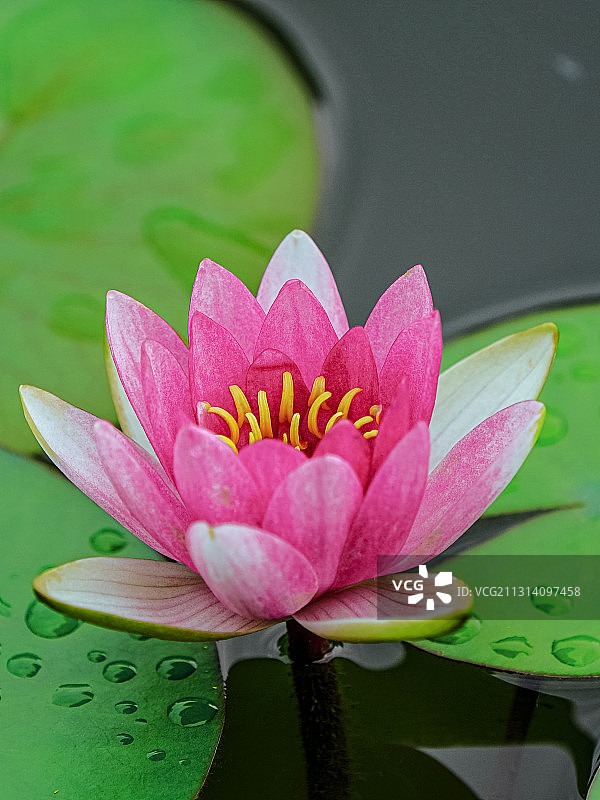 水中睡莲图片素材