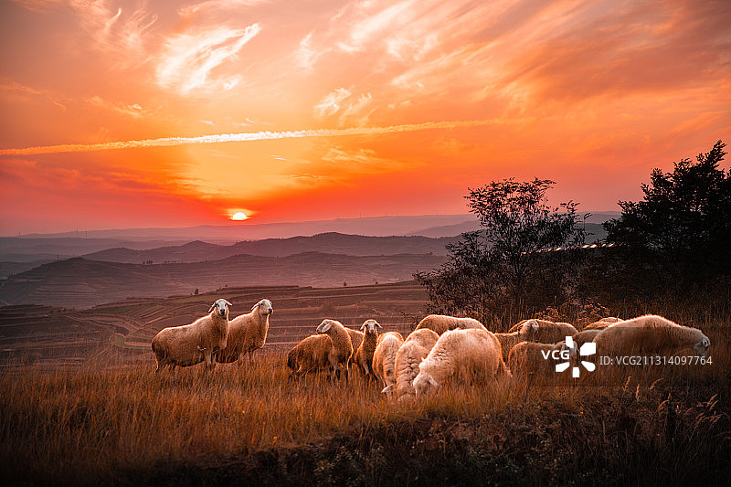 唯美乡村的秋天的羊群图片素材