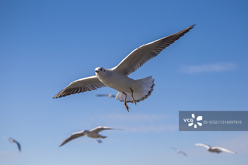 云南昆明滇池的红嘴鸥图片素材