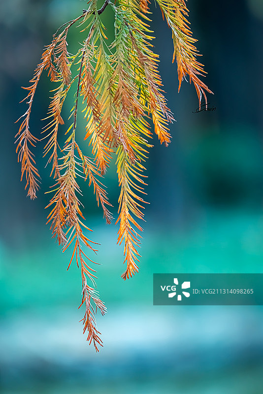 冬季红松图片素材