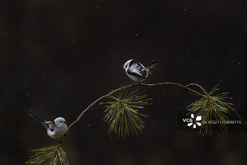 北长尾山雀图片素材