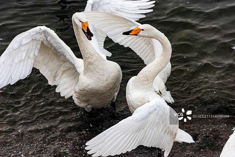 水上华尔兹图片素材