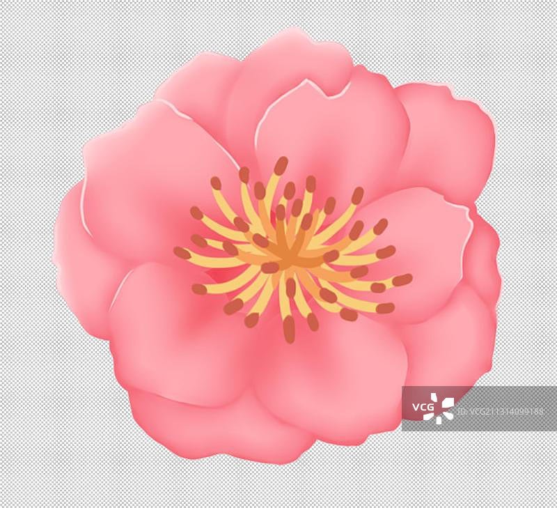 盛开的的粉红色花朵图片素材