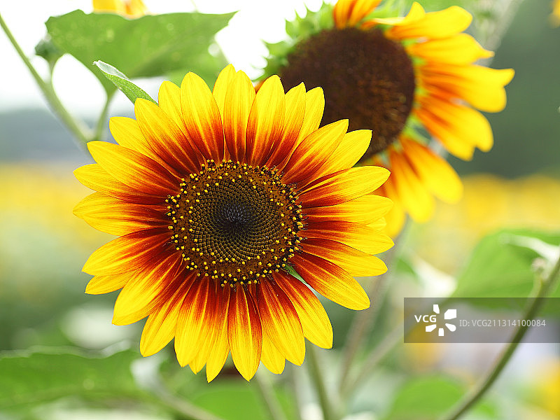 向日葵图片素材