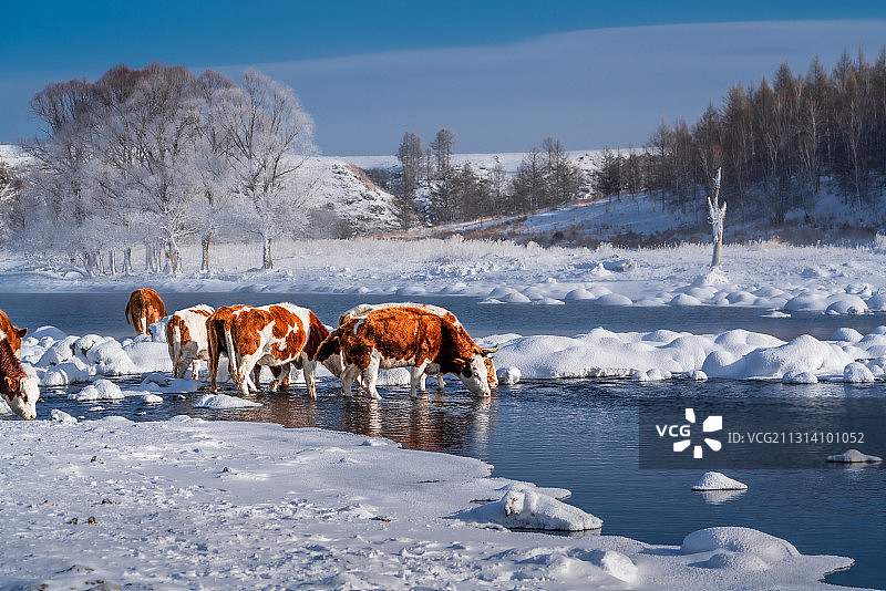 不冻河之牛群图片素材