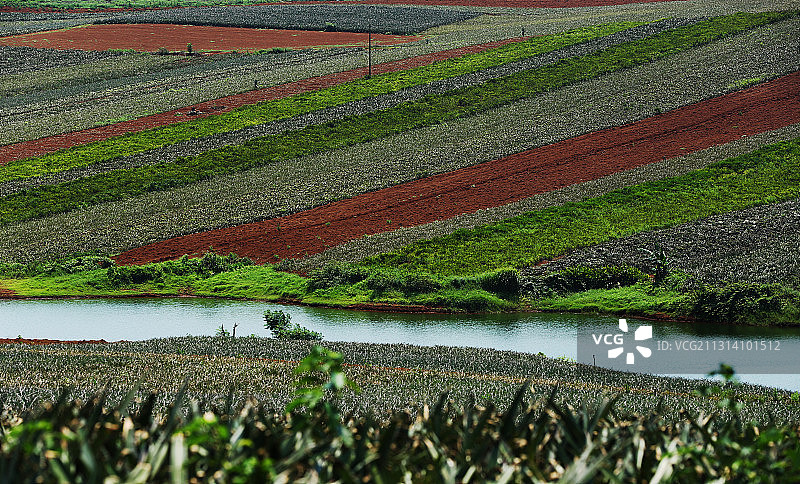 徐闻菠萝的海五彩土地图片素材