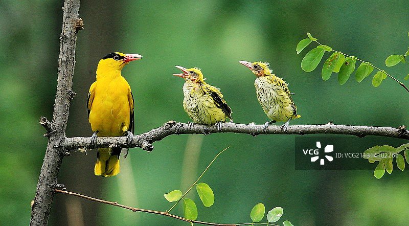 黑枕黄鹂和它的孩子们图片素材