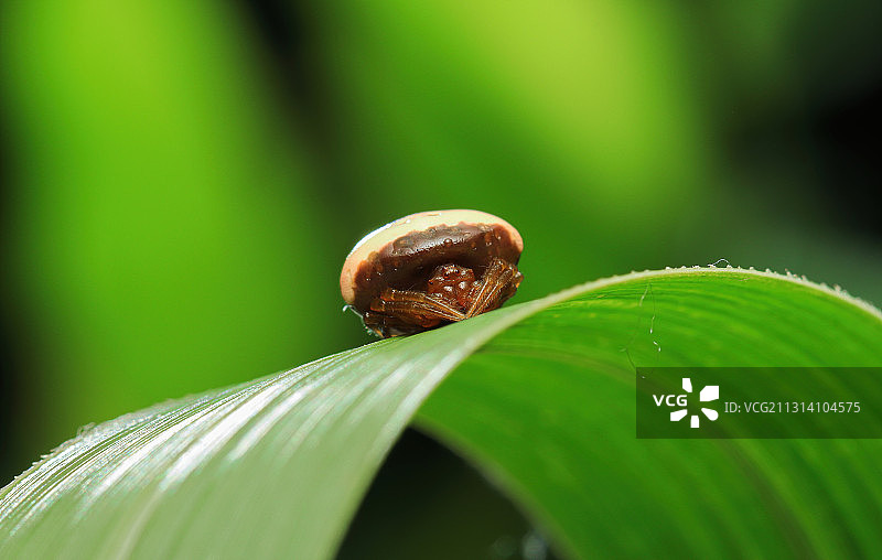 曲腹蛛图片素材