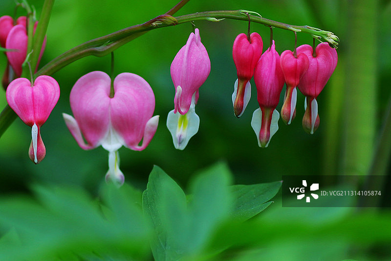 荷包牡丹图片素材