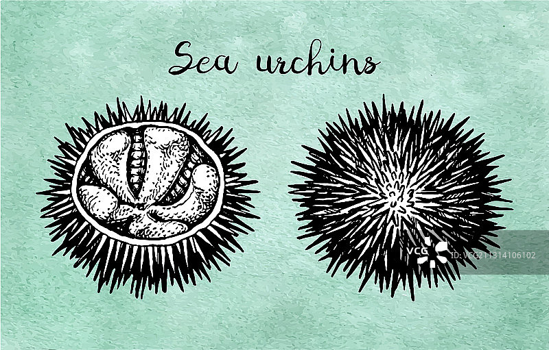 水墨素描海胆图片素材