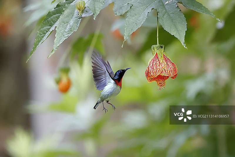 太阳鸟2图片素材