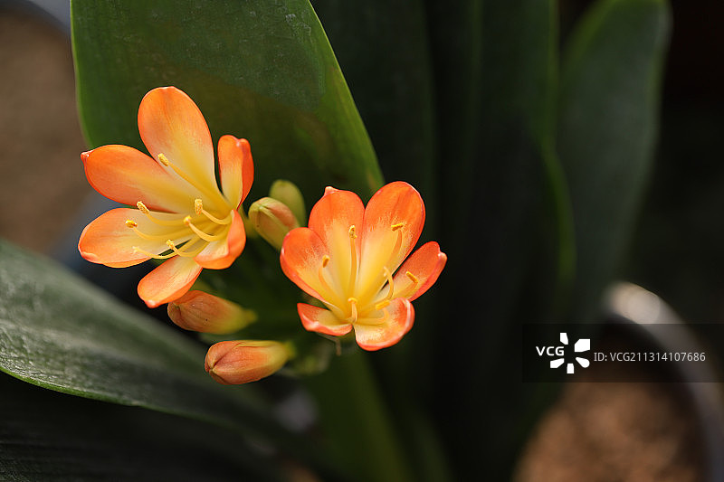 君子兰图片素材