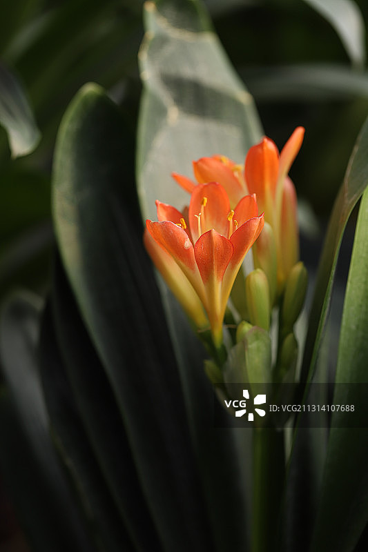 君子兰图片素材