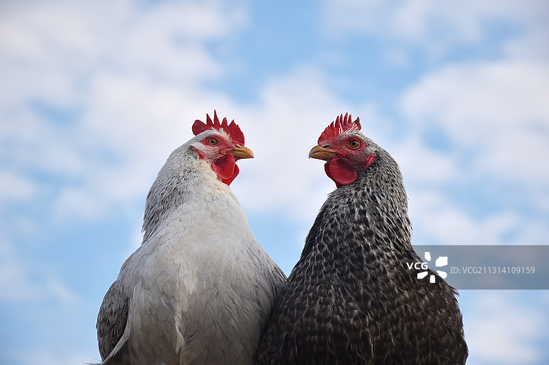 两只鸡互相依靠深情对视组成一个心形图片素材