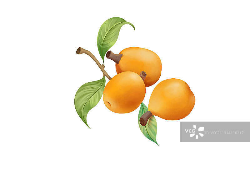 小清新卡通写实风格成熟新鲜的枇杷插画图片素材